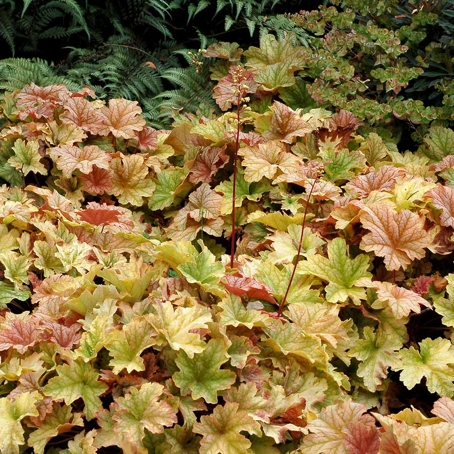 Topaz Jazz Coral Bells (HEUCHERA TOPAZ JAZZ)