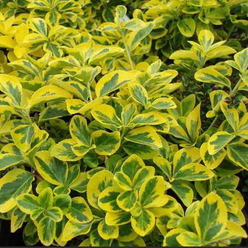 Emerald ‘n Gold Wintercreeper (EUONYMUS FOR. EMERALD N GOLD)