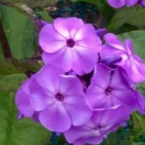 Flame® Pro Lilac Garden Phlox (PHLOX PAN. FLAME LILAC)