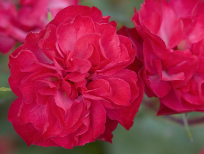 Mystic Fairy® Rose (ROSE E.E. MYSTIC FAIRY)