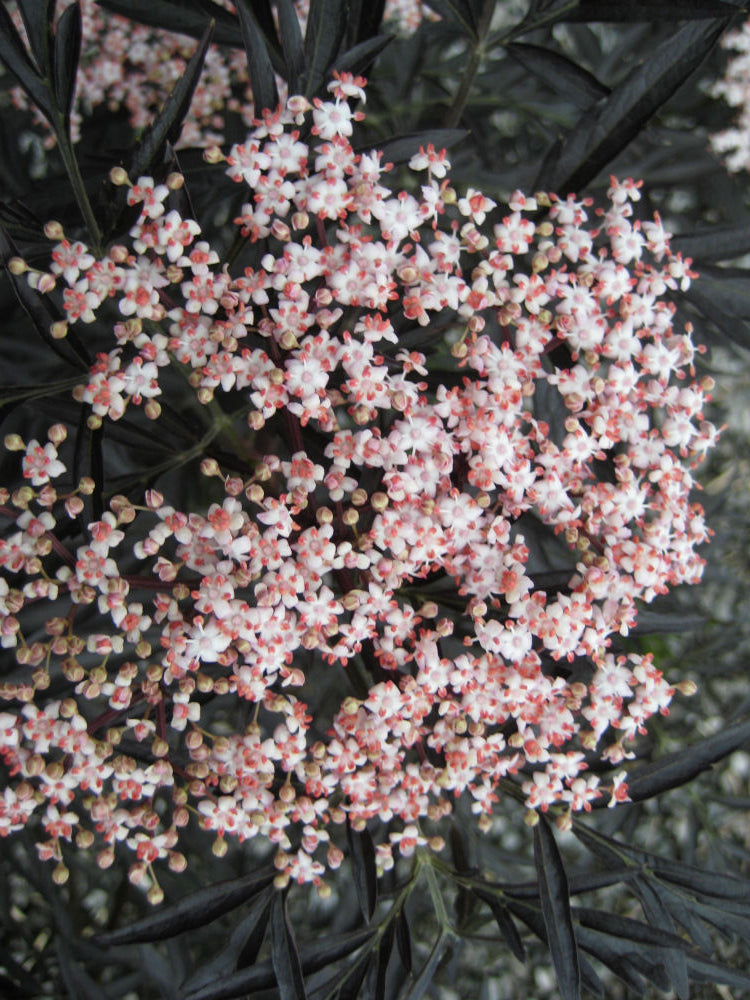 Black Lace® Elderberry (SAMBUCUS N. BLACK LACE)