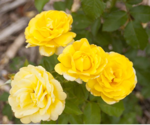Rose Yellow Brick Road (ROSE E.E. YELLOW BRICK ROAD)