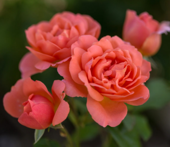 Sweet Fragrance Rose (ROSE E.E. SWEET FRAGRANCE)