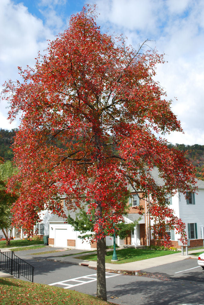 Black Gum (NYSSA SYLVATICA)