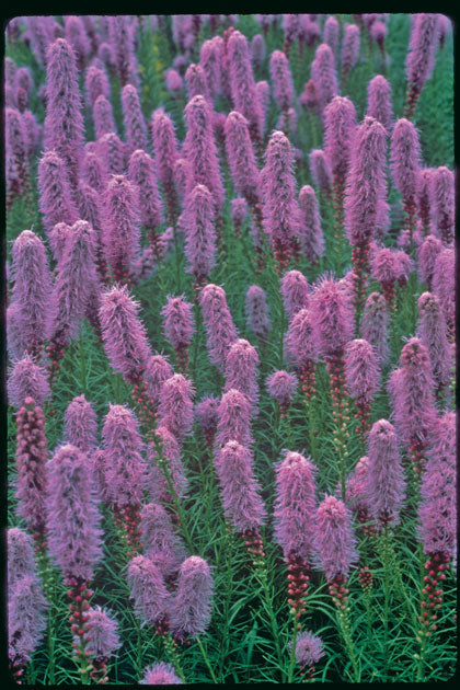 Gayfeather (LIATRIS KOBOLD)