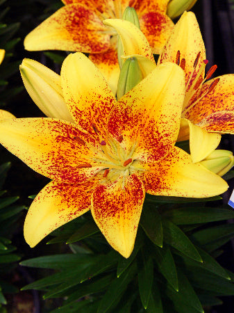 Tiny Nugget Asiatic Lily (LILIUM ASIATIC TINY NUGGET)