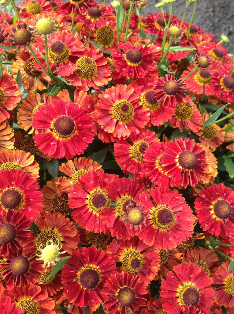 Salsa Sneeze Weed (HELENIUM MARIACHI SALSA)