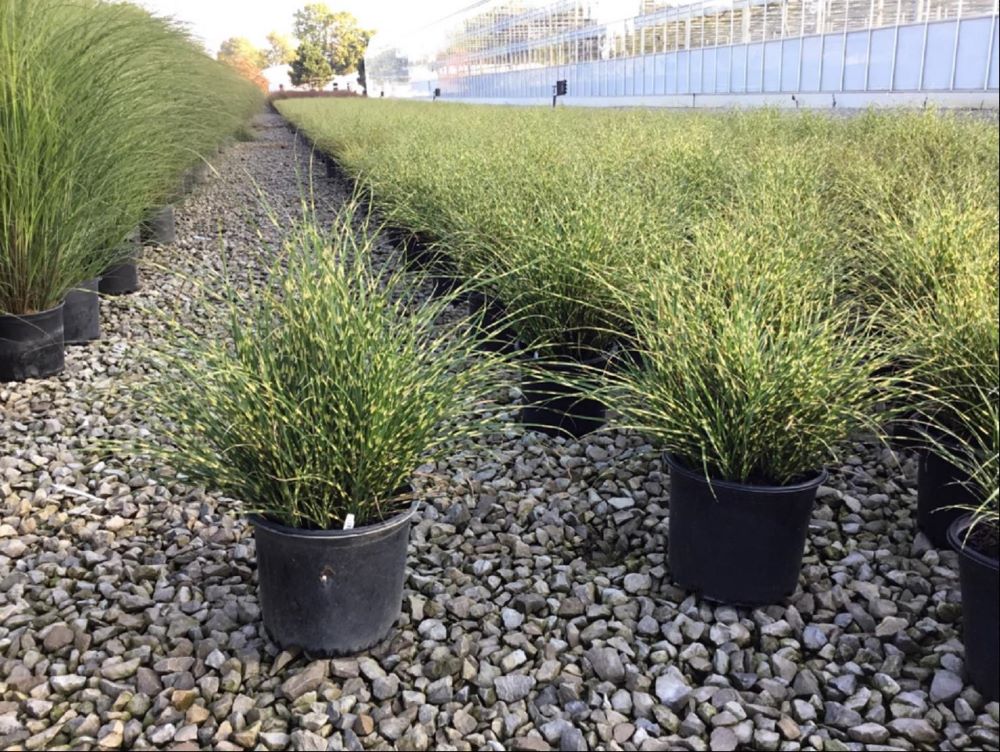 Bandwidth Maiden Grass (GRASS - M. S. BANDWIDTH)