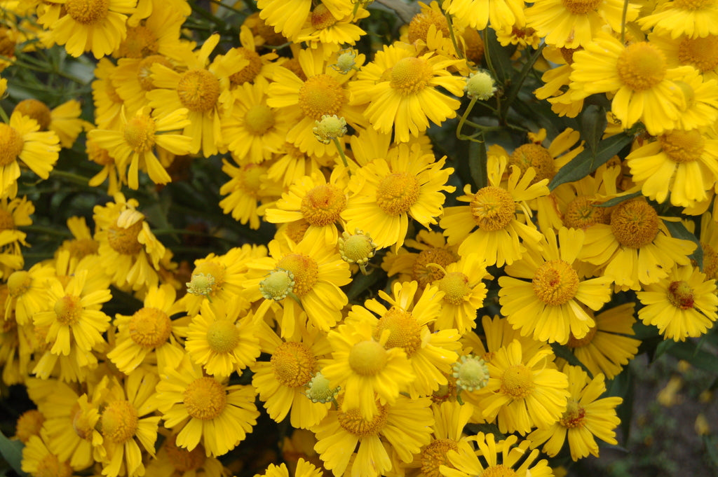 Sombrero Sneeze Weed (HELENIUM MARIACHI SOMBRERO)