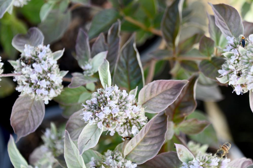 Smokey Mountain Mint (PYCNANTHEMUM X SMOKEY MOUNTAIN MINT)