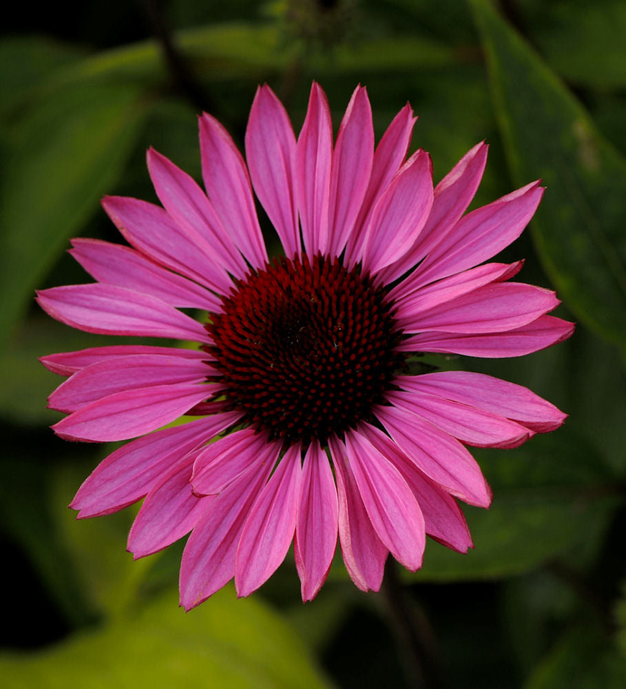 Ruby Star Coneflower (ECHINACEA PURPUREA RUBY STAR)