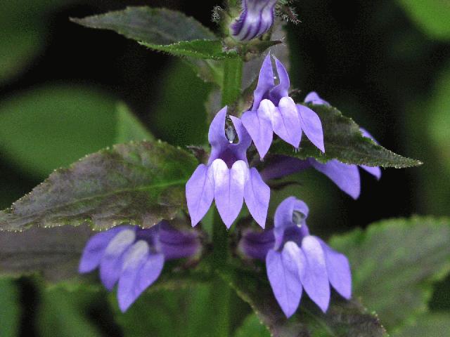 Great Blue Lobelia (LOBELIA SIPHILITICA)