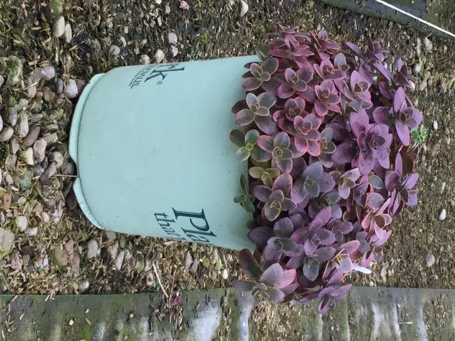 Wildfire Stonecrop (SEDUM WILDFIRE)
