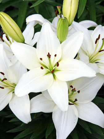 Tiny Crystal Asiatic Lily (LILIUM ASIATIC TINY CRYSTAL)