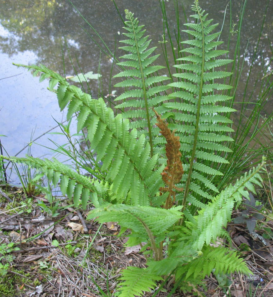 Cinnamon Fern (FERN -CINNAMON)
