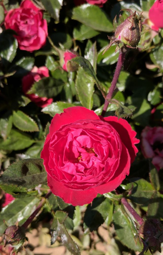 Cherrytini™ Floribunda Rose (ROSE CHERRYTINI)
