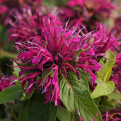 Balmy™ Purple Bee Balm (MONARDA BALMY PURPLE)