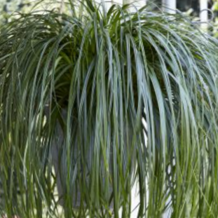 Ribbon Falls Sedge (GRASS - CAREX RIBBON FALLS)