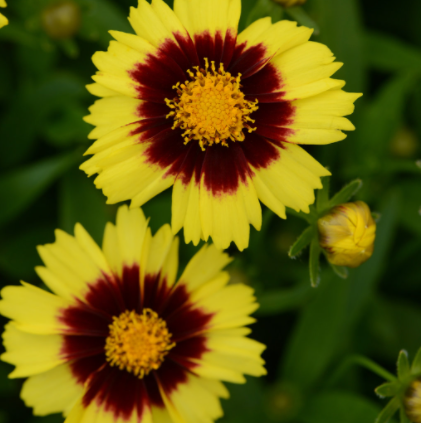 Uptick® Yellow and Red Tickseed (COREOPSIS ‘BALUPTOWED’)