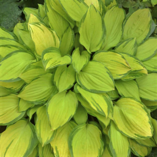 Island Breeze Plantain Lily (HOSTA ISLAND BREEZE)