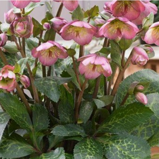 Frostkiss® Dorothy’s Dawn Lenten Rose (HELLEBORUS FROSTKISS DOROTHYS DAWN)