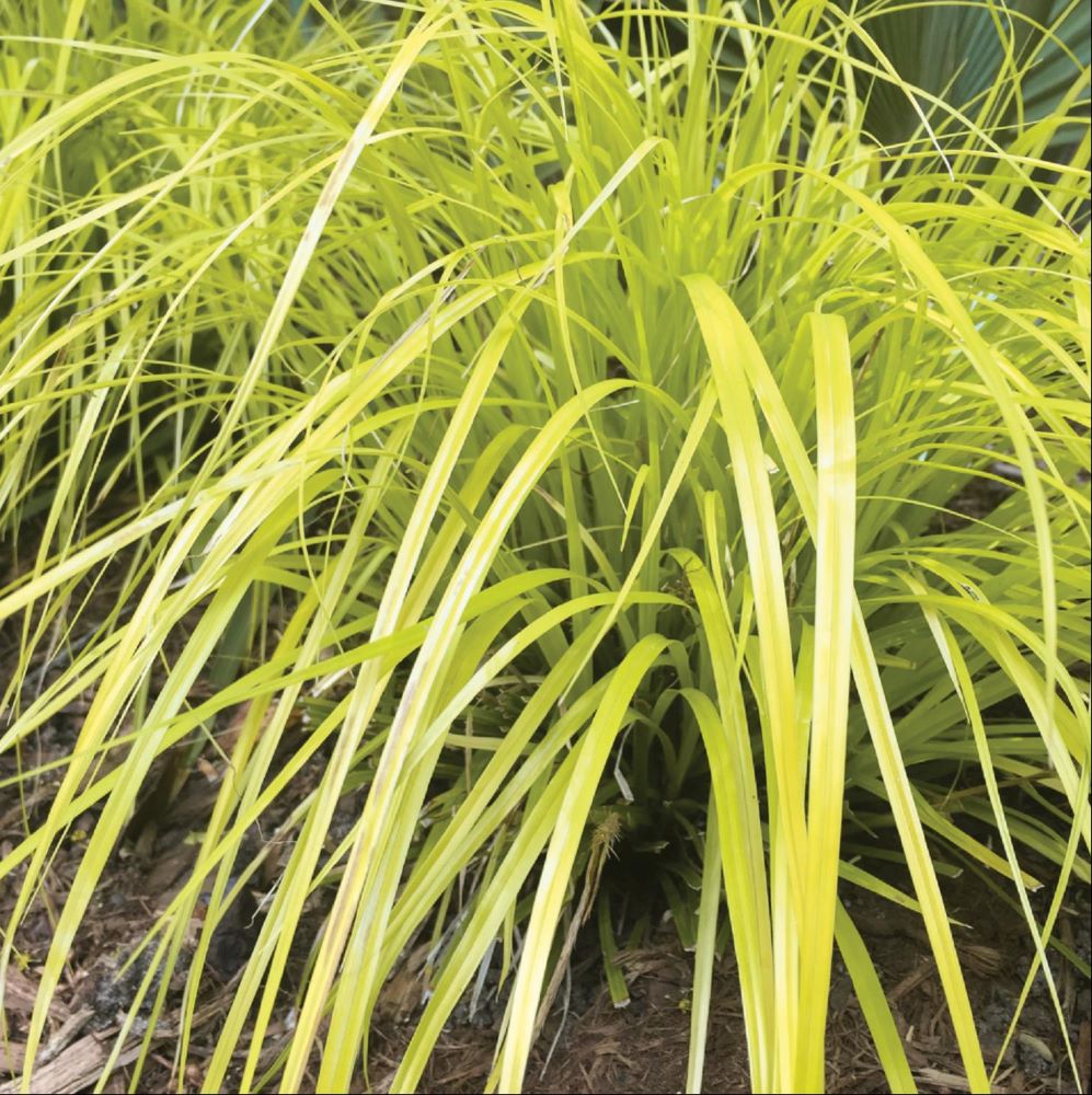 Evercolor® Everillo Gold Weeping Sedge (GRASS - CAREX EVERILLO)