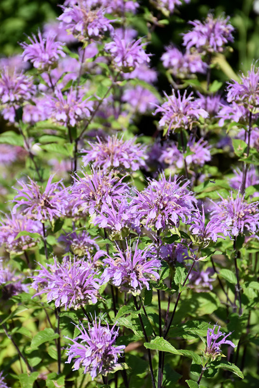 Blue Stocking Bee Balm (MONARDA D. BLUE STOCKING)