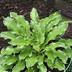 Shadowland® 'Wheee!' Hosta (HOSTA WHEEE)