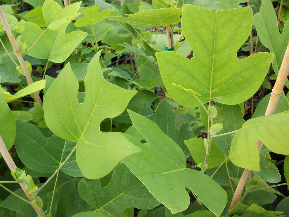 Tuliptree (LIRIODENDRON TULIPIFERA)