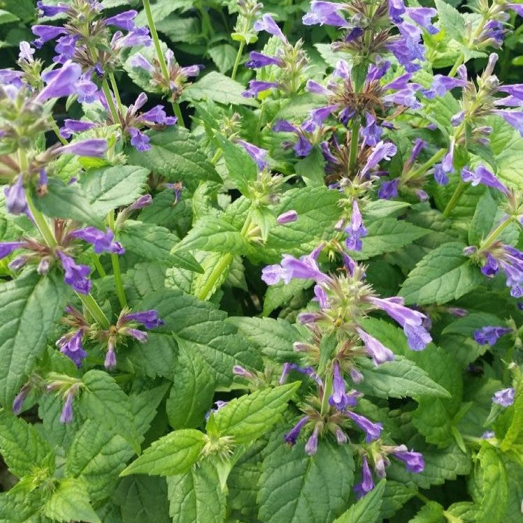 Neptune Catmint (NEPETA NEPTUNE)