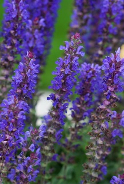Blue Bouquetta® Catmint (SALVIA BLUE BOUQUETTA)