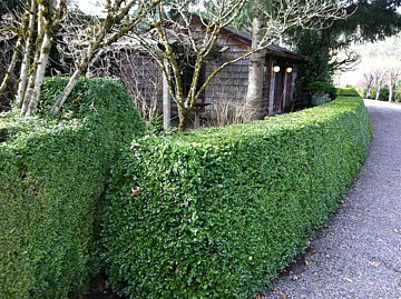 Green Beauty Boxwood (BUXUS M. GREEN BEAUTY)