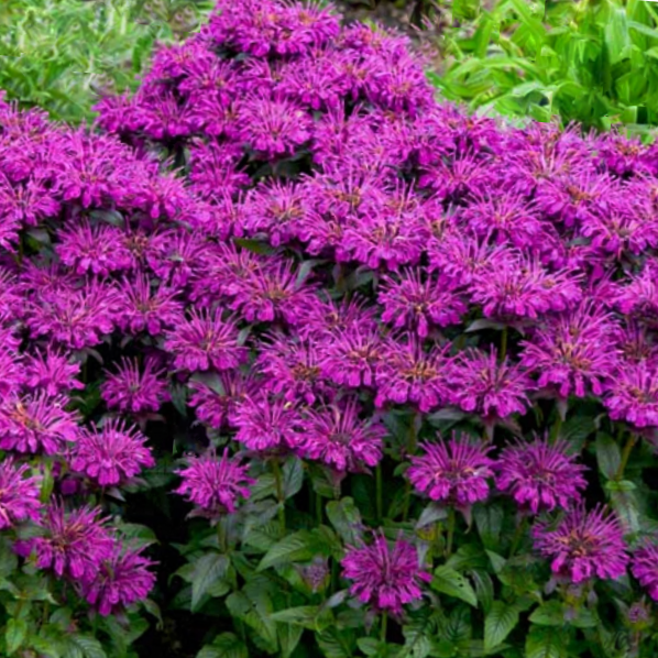 Sugar Buzz® Grape Gumball Bee Balm (MONARDA SUGAR BUZZ GRAPE GUMBALL)
