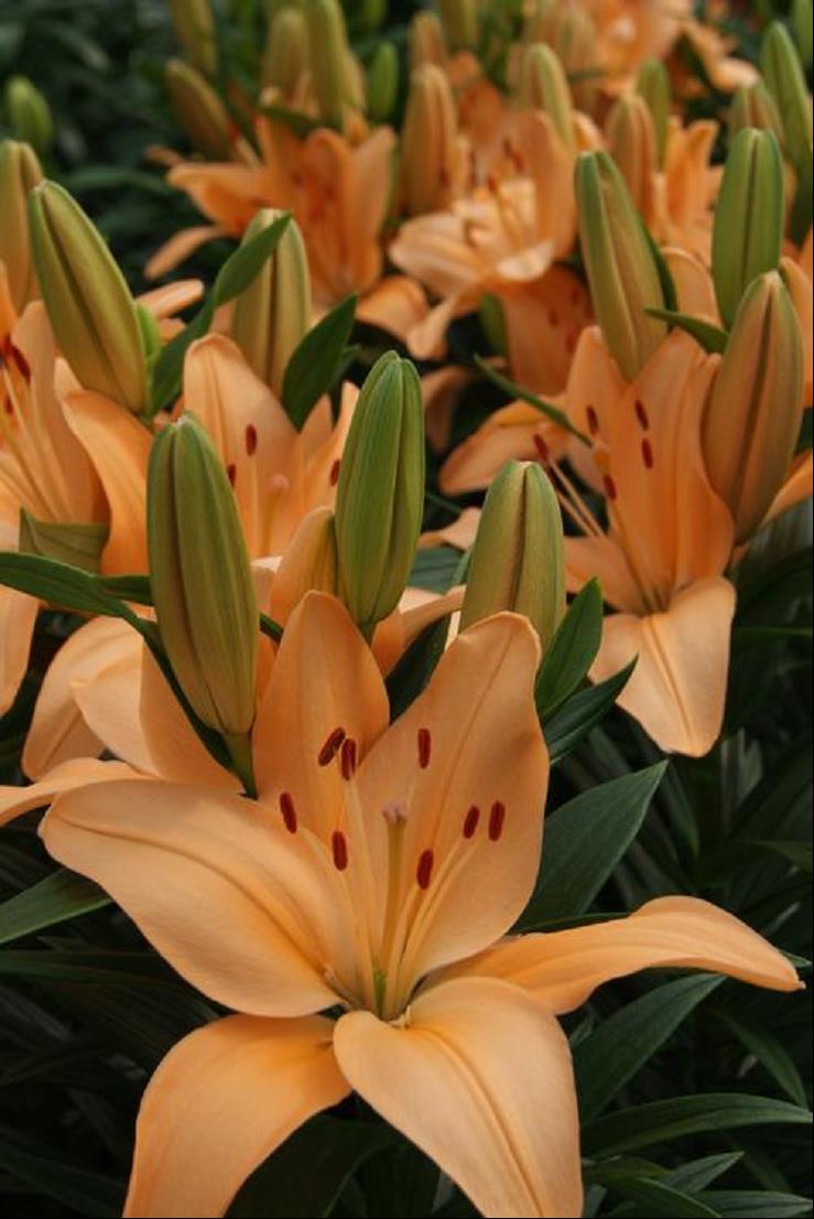 Tiny Moon Asiatic Lily (LILIUM ASIATIC TINY MOON)