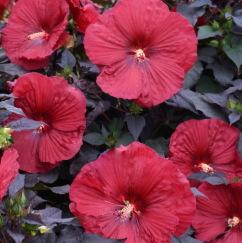 Summerific® 'Holy Grail' Rose Mallow (HIBISCUS HOLY GRAIL)