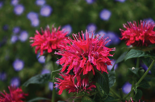 Sugar Buzz® Cherry Pops Bee Balm (MONARDA SUGAR BUZZ CHERRY POPS)