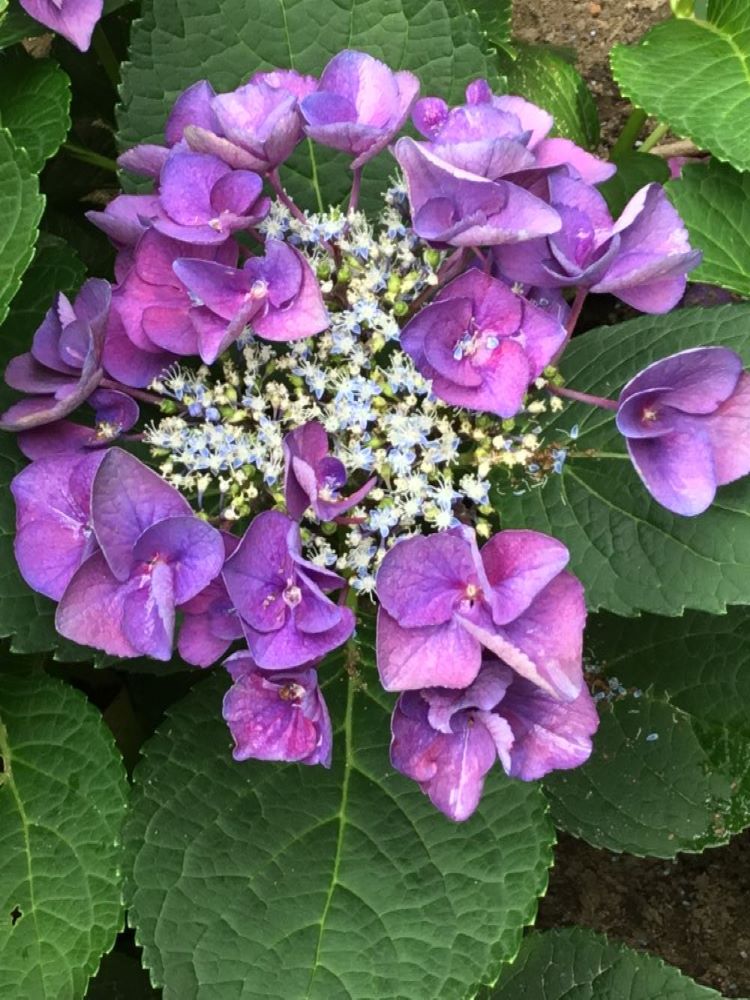 Grape Explosion Hydrangea (HYDRANGEA M. GRAPE EXPLOSION)