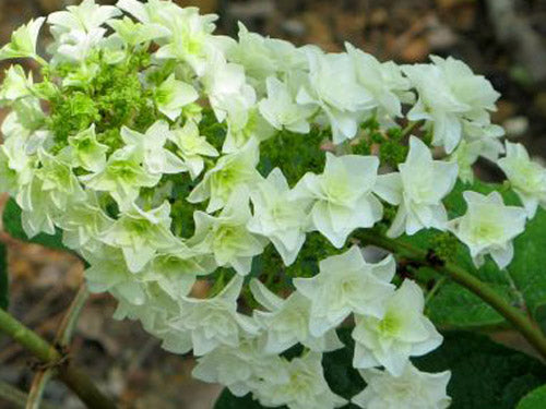 Gatsby Star® Oakleaf Hydrangea (HYDRANGEA QU. GATSBY STAR)