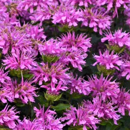 Sugar Buzz® Rockin Raspberry Bee Balm (MONARDA SUGAR BUZZ ROCKIN RASPBERRY)
