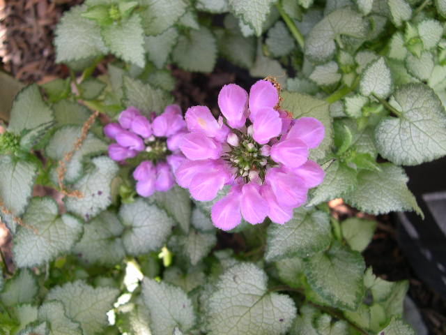 Purple Dragon Spotted Deadnettle (LAMIUM M. PURPLE DRAGON)