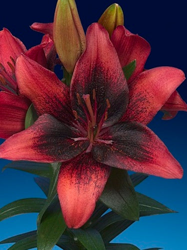 Tiny Shadow Asiatic Lily (LILIUM ASIATIC TINY SHADOW)