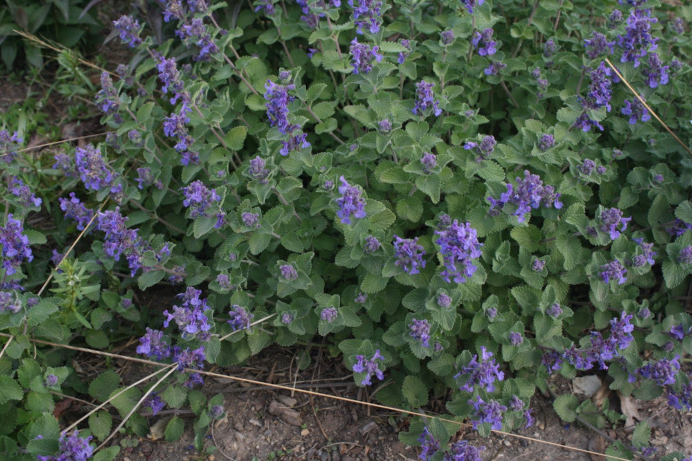 Early Bird Catmint (NEPETA EARLY BIRD)
