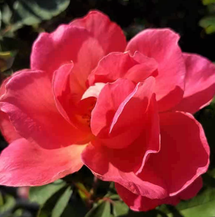 Coral Miracle On The Hudson Rose (ROSE CORAL MIRACLE ON THE HUDSON)