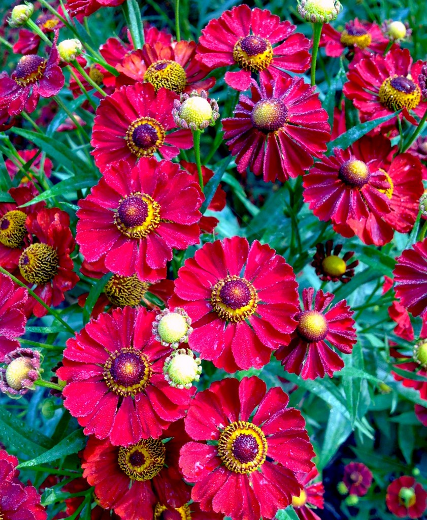 Siesta Sneeze Weed (HELENIUM MARIACHI SIESTA)