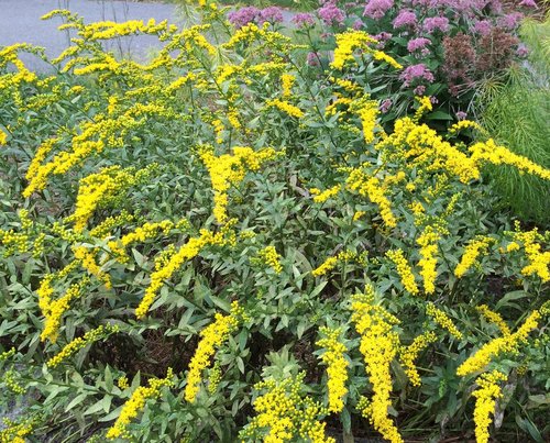 Fireworks Goldenrod (SOLIDAGO FIREWORKS)