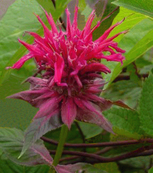 Raspberry Wine Bee Balm (MONARDA RASPBERRY WINE)