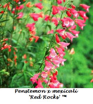 Red Rocks Penstemon (PENSTEMON REDROCKS)