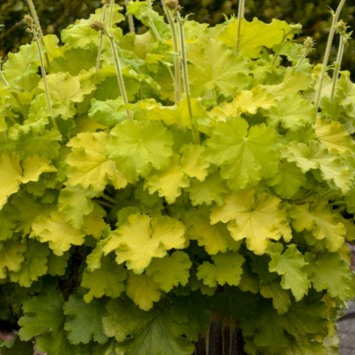 Lemon Love Coralbells (HEUCHERA LEMON LOVE)