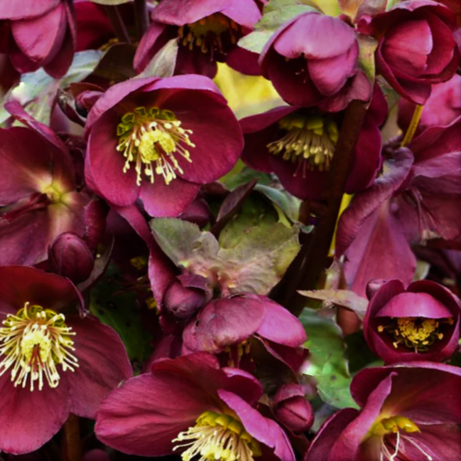 Frostkiss® Anna’s Red Lenten Rose (HELLEBORUS FROSTKISS ANNAS RED)