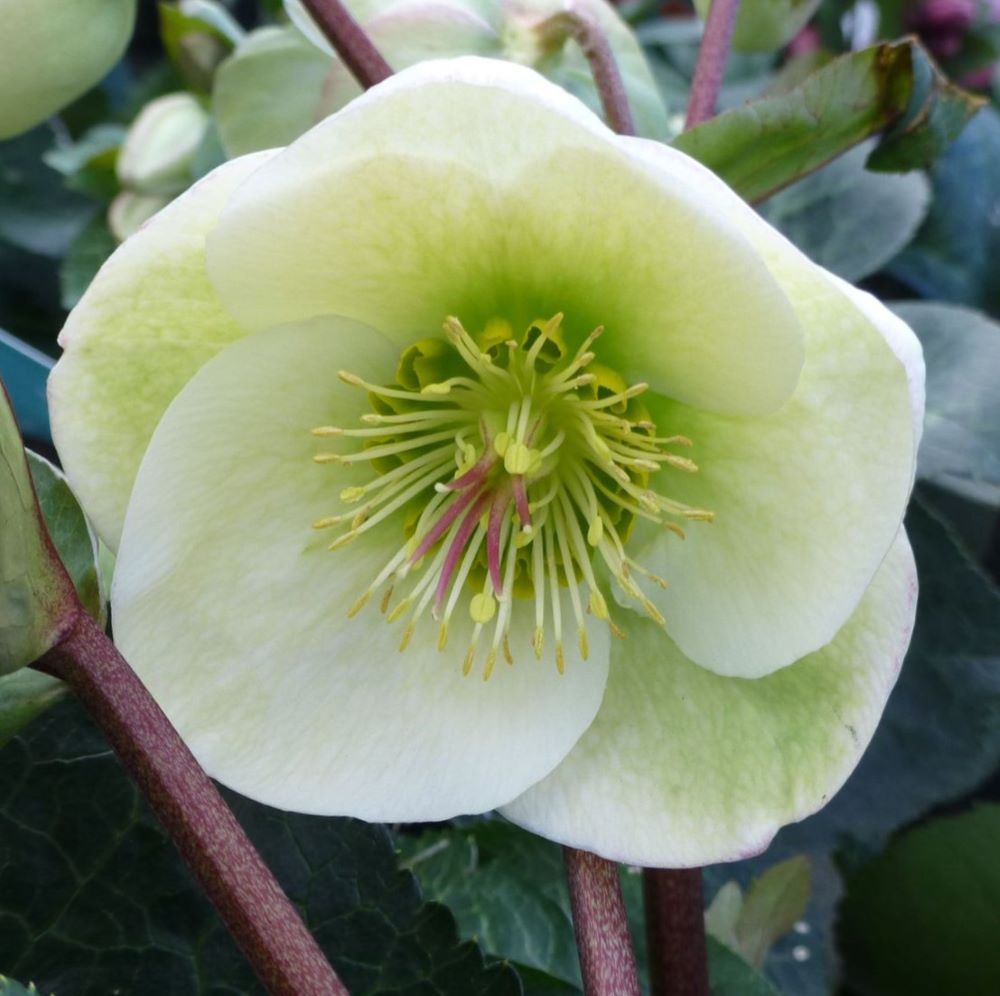 Moondance Lenten Rose (HELLEBORUS FROSTKISS MOONDANCE)